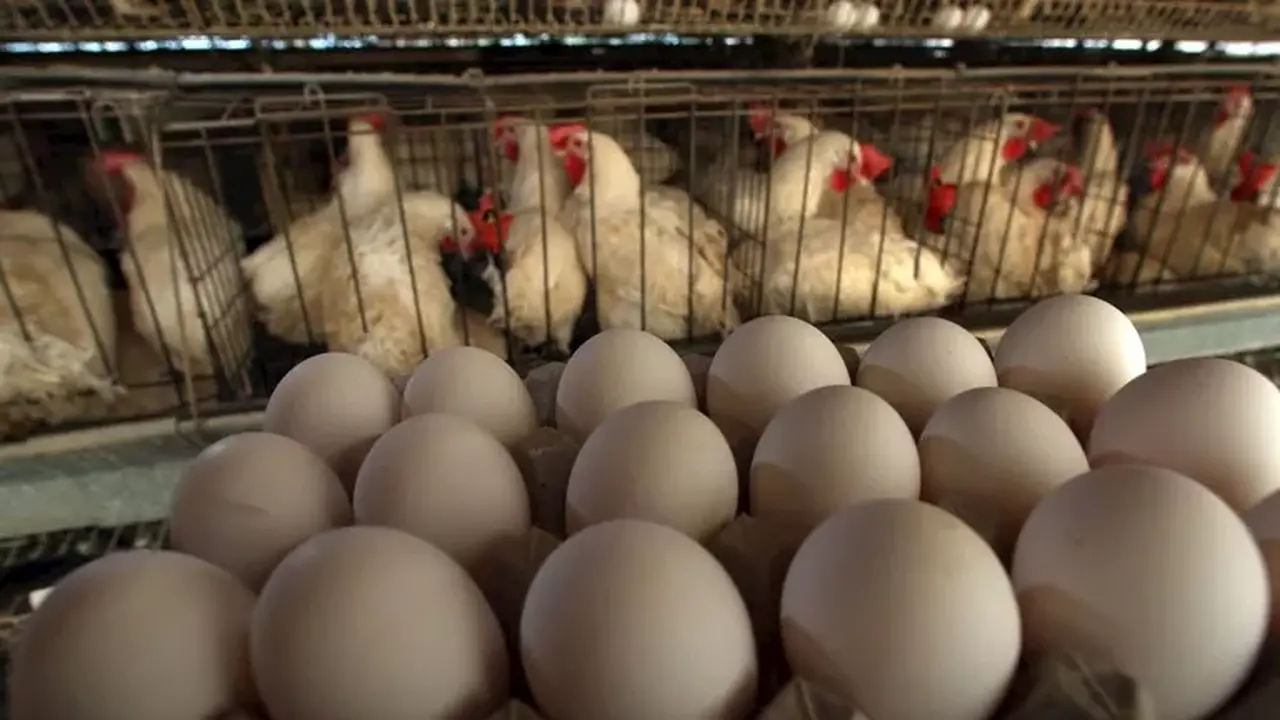 تباين أسعار الدواجن والبيض في الأسواق المحلية خلال تعاملات يوم الجمعة